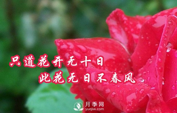 南陽樹狀月季有什么特點(diǎn)，養(yǎng)好盆花月季怎么做(圖1)