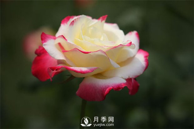 南陽樹狀月季培育介紹，南陽月季樹修剪注意事項(圖1)