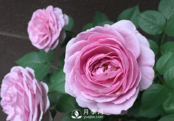 藍(lán)色風(fēng)暴月季，薰衣草紫色非常迷人(圖1)