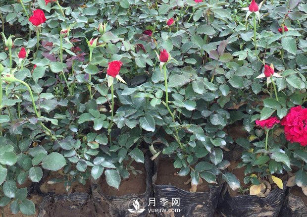 春天養(yǎng)月季，杜絕病蟲(chóng)害！做好這幾點(diǎn)對(duì)后期生長(zhǎng)有利(圖3)