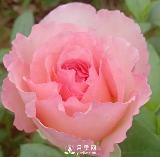 夏琳月季，法國的這個月季花又香又大，還抗病抗寒(圖1)
