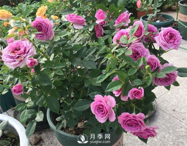 水星王陽臺月季，必須要養(yǎng)的陽臺盆栽月季花(圖2)