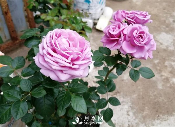 水星王陽臺月季，必須要養(yǎng)的陽臺盆栽月季花(圖1)