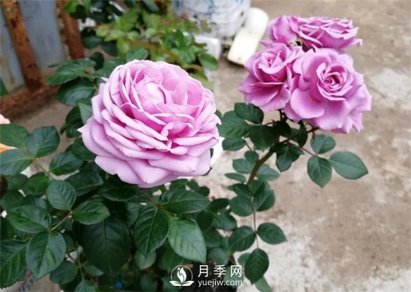 水星王陽臺月季，必須要養(yǎng)的陽臺盆栽月季花(圖3)