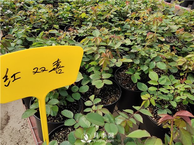 月季釋放6個信號，說明要換盆了，養(yǎng)護別不當(dāng)一回事(圖1)