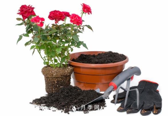 月季釋放6個信號，說明要換盆了，養(yǎng)護別不當(dāng)一回事(圖2)
