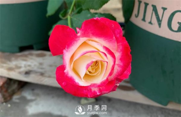 紅雙喜月季，顏色非常喜慶，名字非常俗氣(圖2)