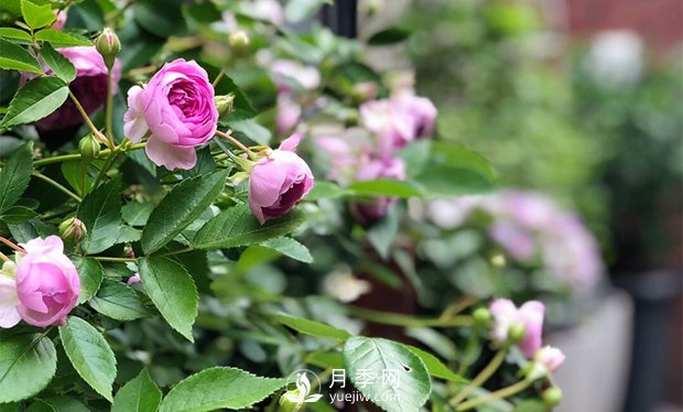 微型月季的生長習(xí)性、熱銷品種和綠化價值(圖1)