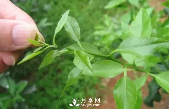 適合苗木新手的苗木嫁接全過(guò)程(圖1)