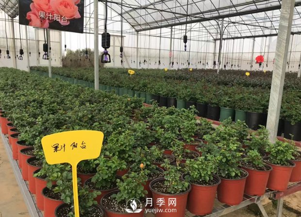 月季基地的盆栽月季已經(jīng)長成了！(圖1)