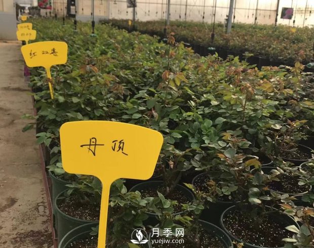 月季基地的盆栽月季已經(jīng)長成了！(圖4)