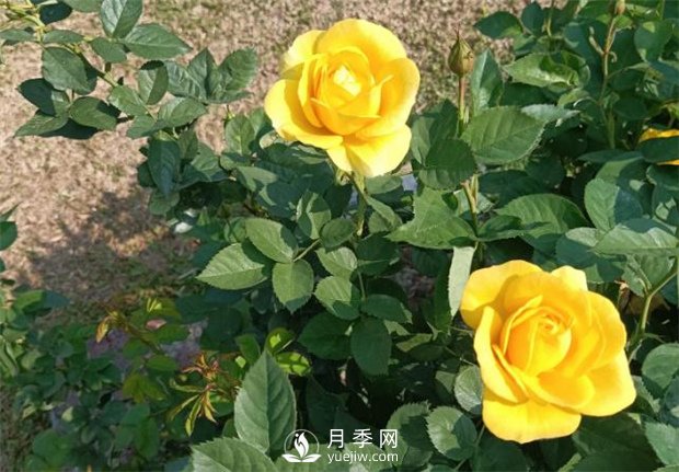 2021月季花展，深圳人民公園300多個月季品種期待……(圖2)