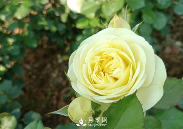 2021月季花展，深圳人民公園300多個月季品種期待……(圖3)