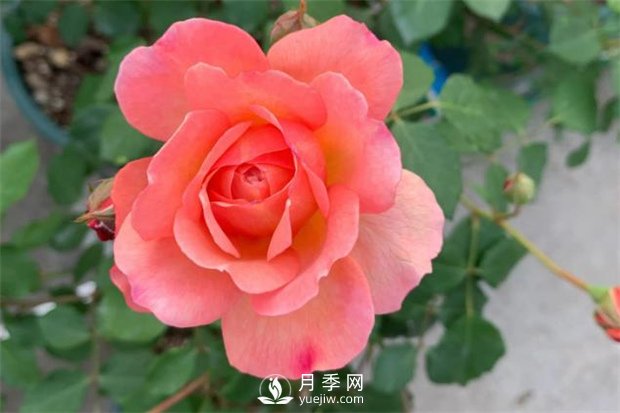 安德烈月季，多頭有枝條就有花苞(圖1)