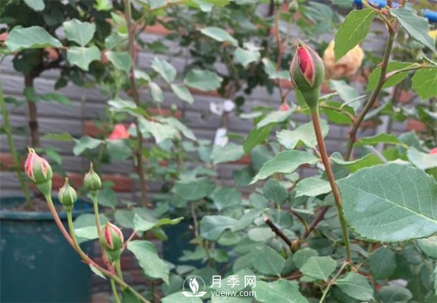 安德烈月季，多頭有枝條就有花苞(圖2)