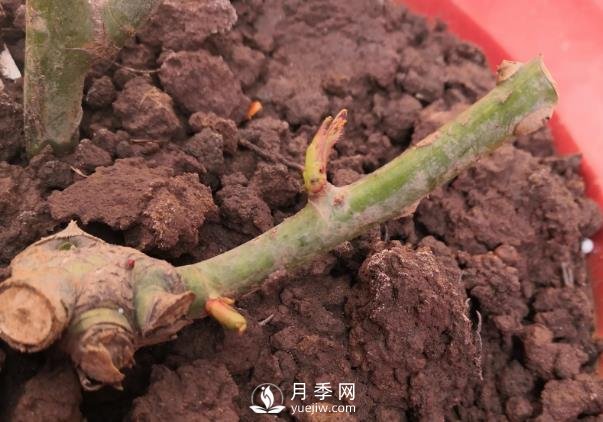 春天是個讓人欣喜的季節(jié)，一定要養(yǎng)月季花(圖1)