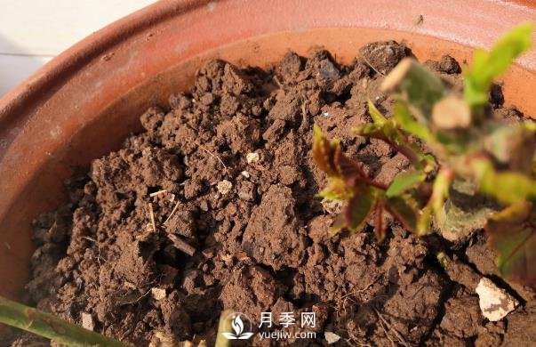 春天是個讓人欣喜的季節(jié)，一定要養(yǎng)月季花(圖2)