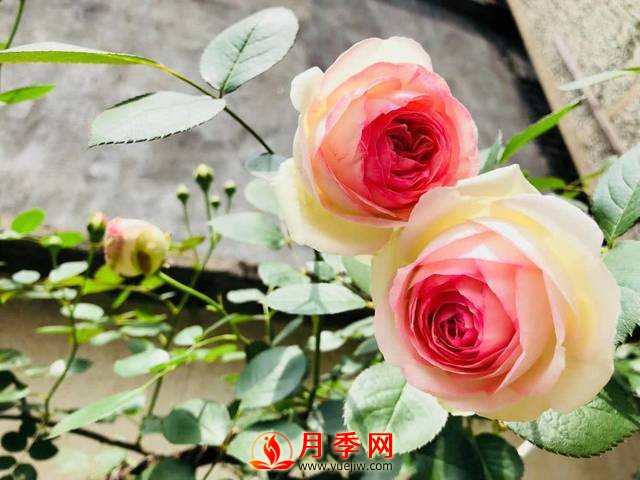 養(yǎng)護(hù)月季花這么做，來年繁茂又漂亮！(圖1)
