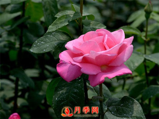 月季花如何修剪？你心里還沒有點數(shù)嗎？(圖1)