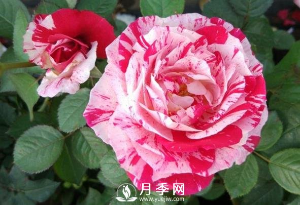 節(jié)日禮花月季，灌木月季推薦(圖1)