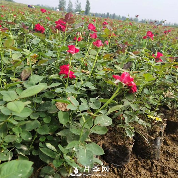 秋天月季花的養(yǎng)護(hù)你知道嗎？(圖1)