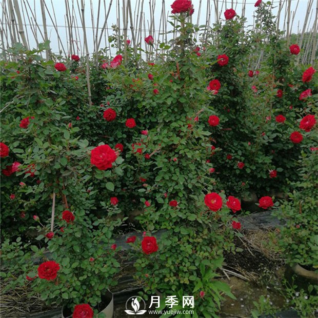 藤本月季的品種有那些？南陽藤本月季價格？(圖1)