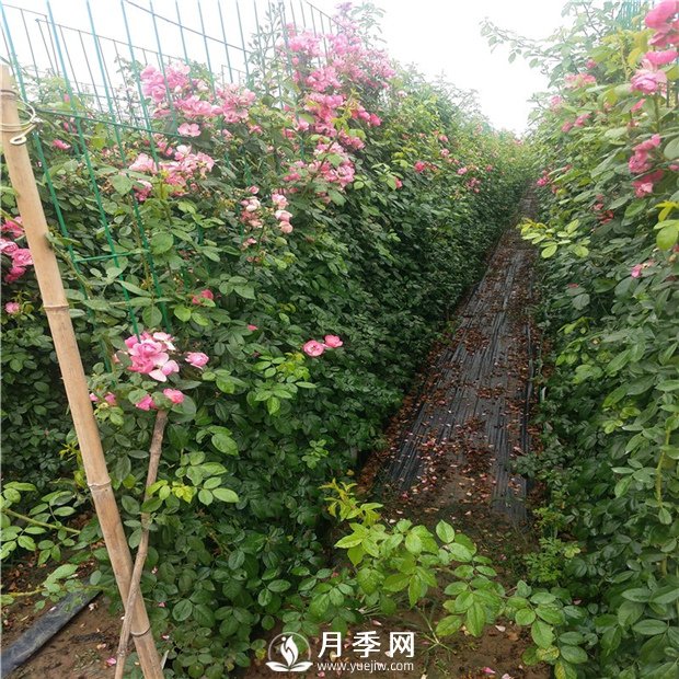 藤本月季的品種有那些？南陽藤本月季價格？(圖2)