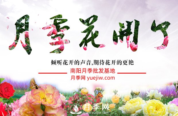 南陽月季產業(yè)進入快速發(fā)展階段(圖1)