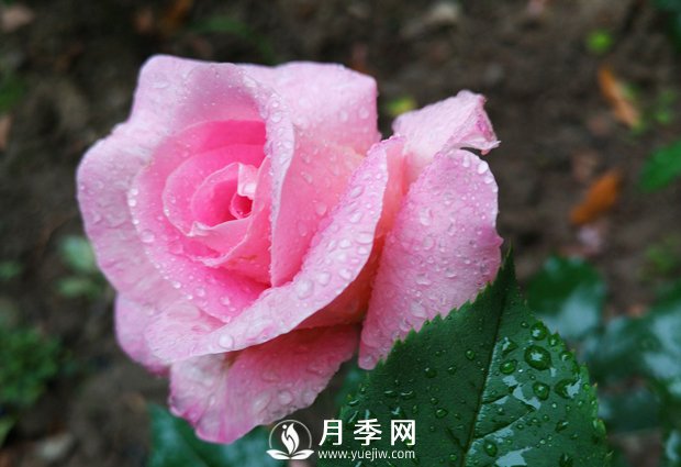 什么月季品種經(jīng)常栽種的花友是土豪！(圖1)