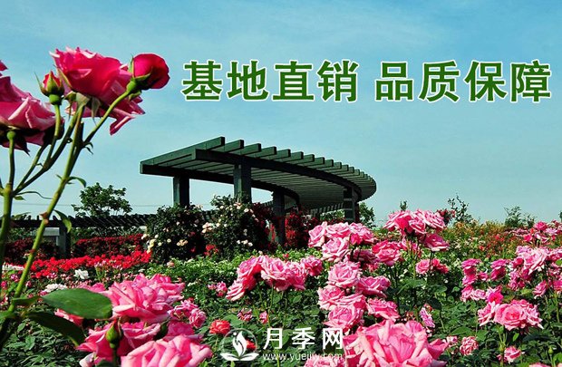 會(huì)養(yǎng)護(hù)，為什么說七月的月季不宜重剪？(圖3)