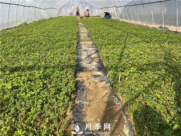 月季修剪，可分為休眠期修剪、花后修剪、生長(zhǎng)期修剪(圖1)