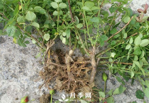 月季花不生根，或者生根比較弱(圖1)