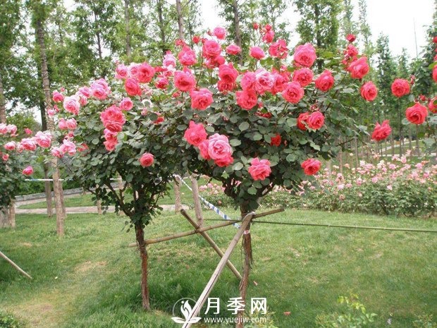干貨！史上全面苗木嫁接方法總結(jié)(圖1)