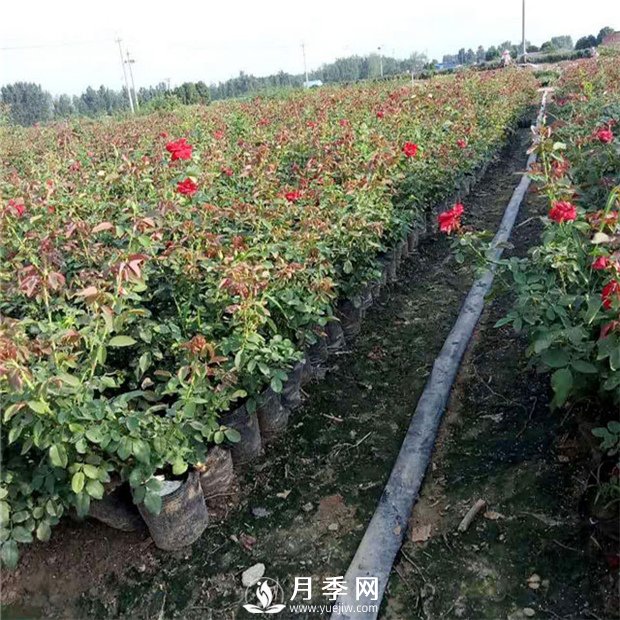 說到月季的配土？你有什么好辦法(圖1)