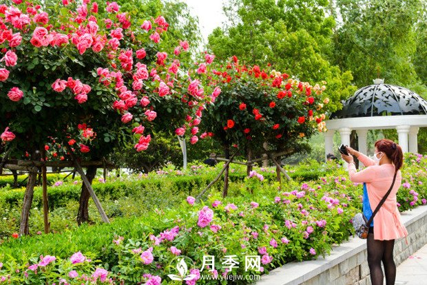 微型月季的盆土跟介質選擇有些特殊(圖1)