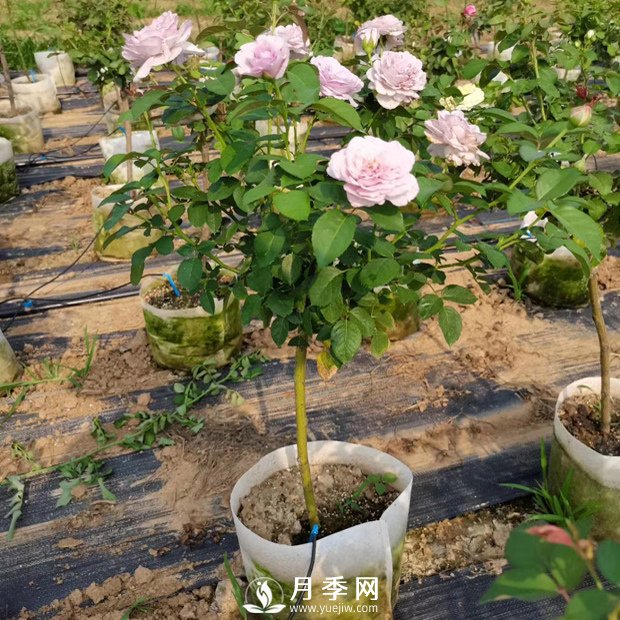 如何種植月季花苗的方法，有需要的朋友千萬(wàn)不可錯(cuò)過(guò)哦(圖1)