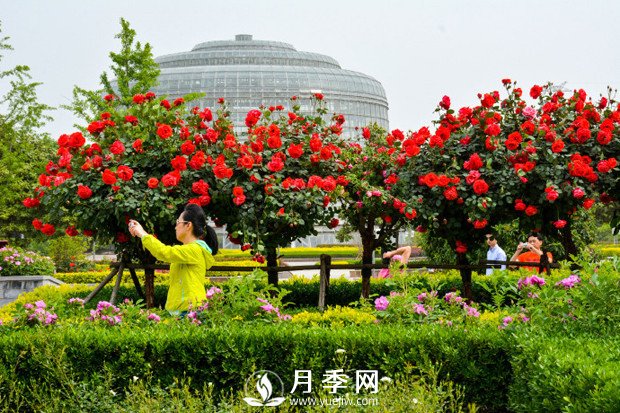 月季花苞到開花要多久？你知道什么因素決定的嗎(圖1)