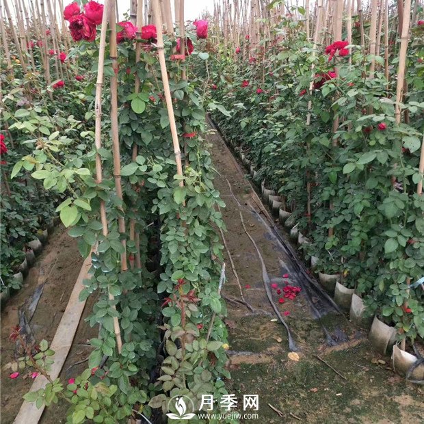 竹竿養(yǎng)月季，而且是藤本月季專用，里看看(圖1)