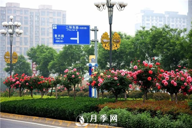 做個好苗木人，你不該犯的錯(圖1)