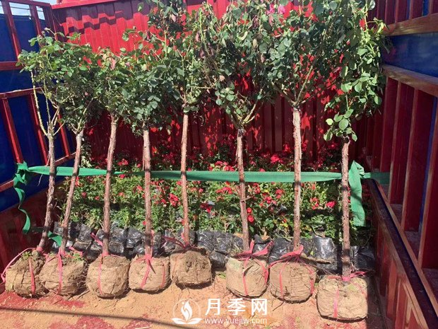 月季網(wǎng)干貨：月季樹發(fā)貨，運(yùn)輸，卸貨，栽種，養(yǎng)護(hù)必看(圖1)