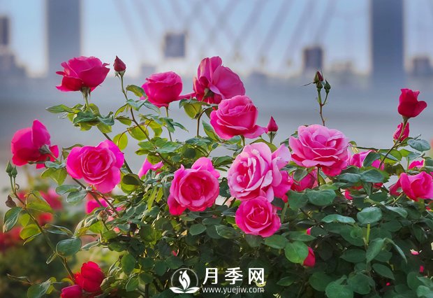 月季，竟有這般豐富的綠化應(yīng)用造景(圖1)