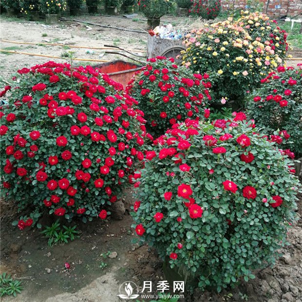 月季，竟有這般豐富的綠化應(yīng)用造景(圖4)
