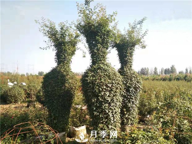 春天來了，采購造型月季花球的好時(shí)機(jī)(圖2)