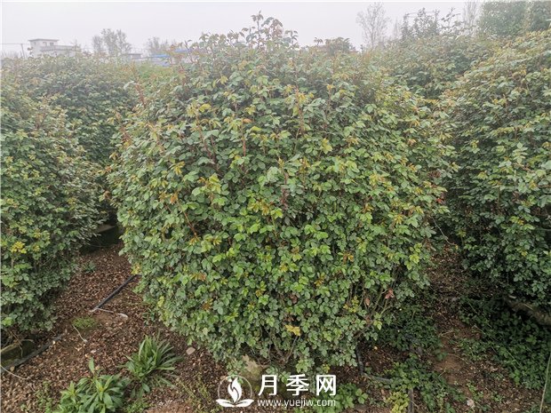 春天來了，采購造型月季花球的好時(shí)機(jī)(圖3)