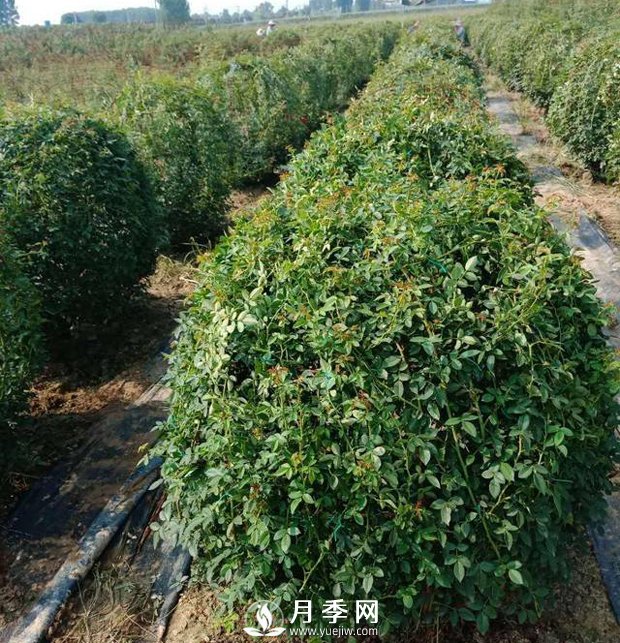 春天來了，采購造型月季花球的好時(shí)機(jī)(圖1)