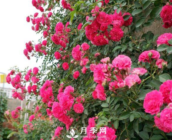 艷壓群芳的開花爬藤月季機(jī)器 花開擠到爆(圖1)