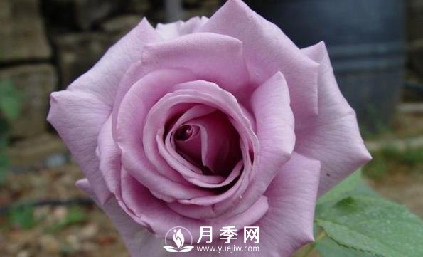 網(wǎng)紅花藍(lán)色妖姬和藍(lán)玫瑰一樣嗎？ 你更喜歡哪一個(gè)呢？(圖2)