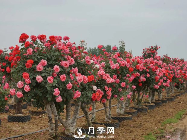 一般月季是在幾月開花？月月紅咋來的？(圖1)