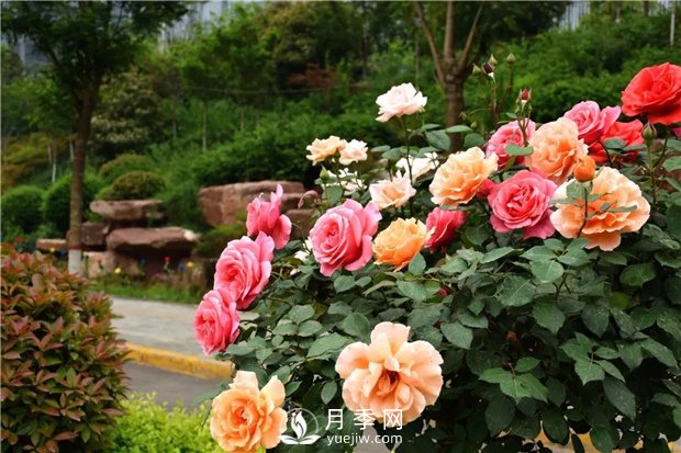 月季花怎么栽培和養(yǎng)護(hù)？全面的養(yǎng)殖方法交給你(圖2)
