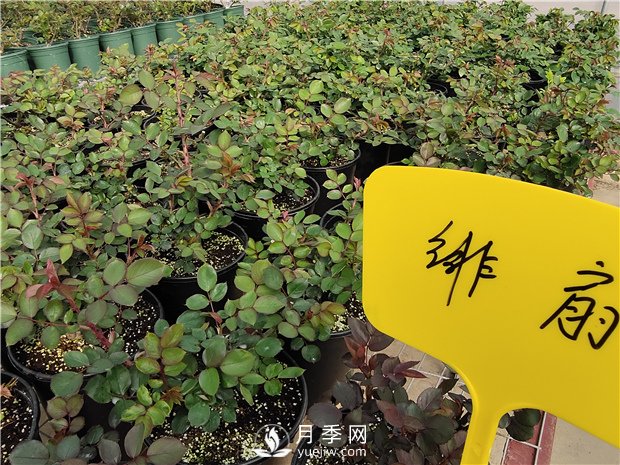 月季花怎么栽培和養(yǎng)護(hù)？全面的養(yǎng)殖方法交給你(圖3)